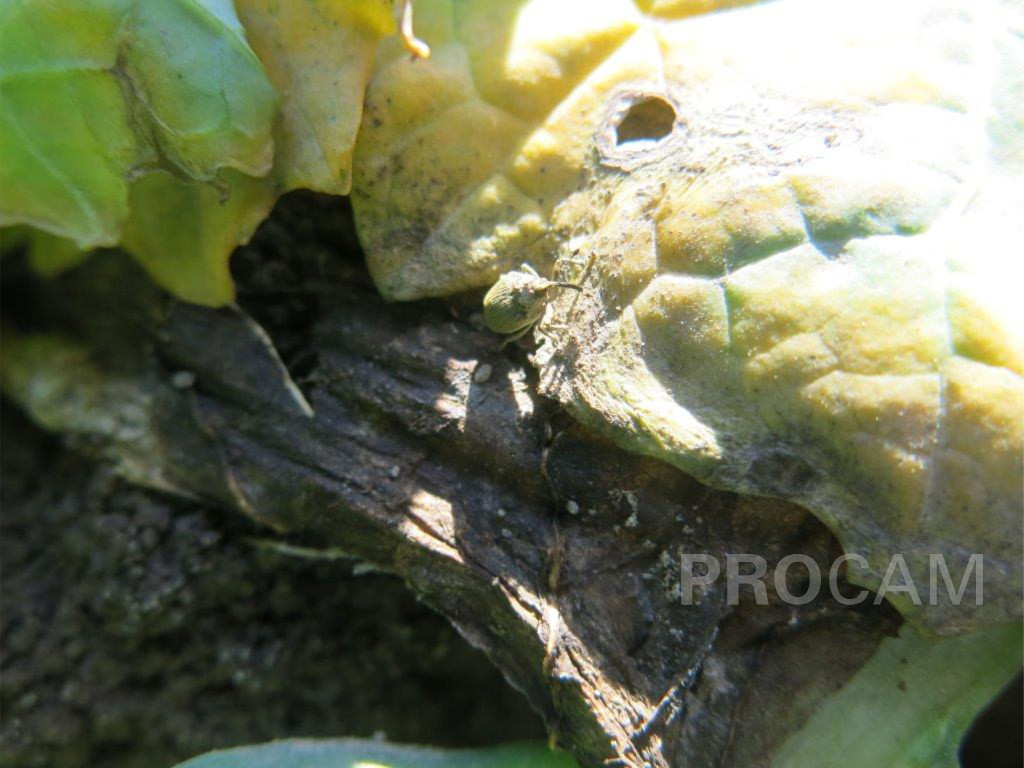 chowacz brukwiaczek,rzepak