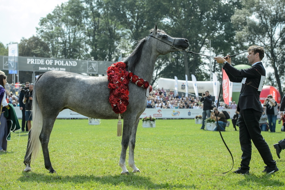 Dni Konia Arabskiego, pride of poland, janów podlaski, aukcja koni, anr