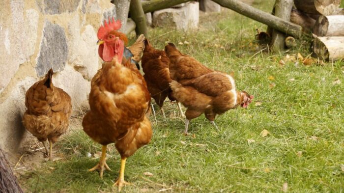 jaja wolnowybiegowe, jaja, jaja klatkowe, drób, kury, ptasia grypa, bioasekuracja