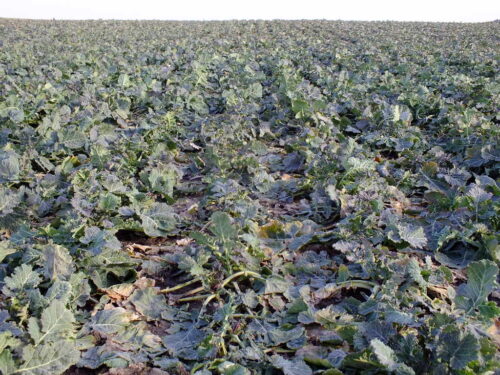 rzepak, przezimowanie, plantacja