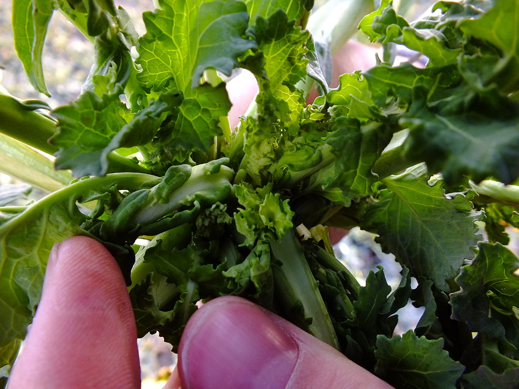 rzepak, przezimowanie, plantacja