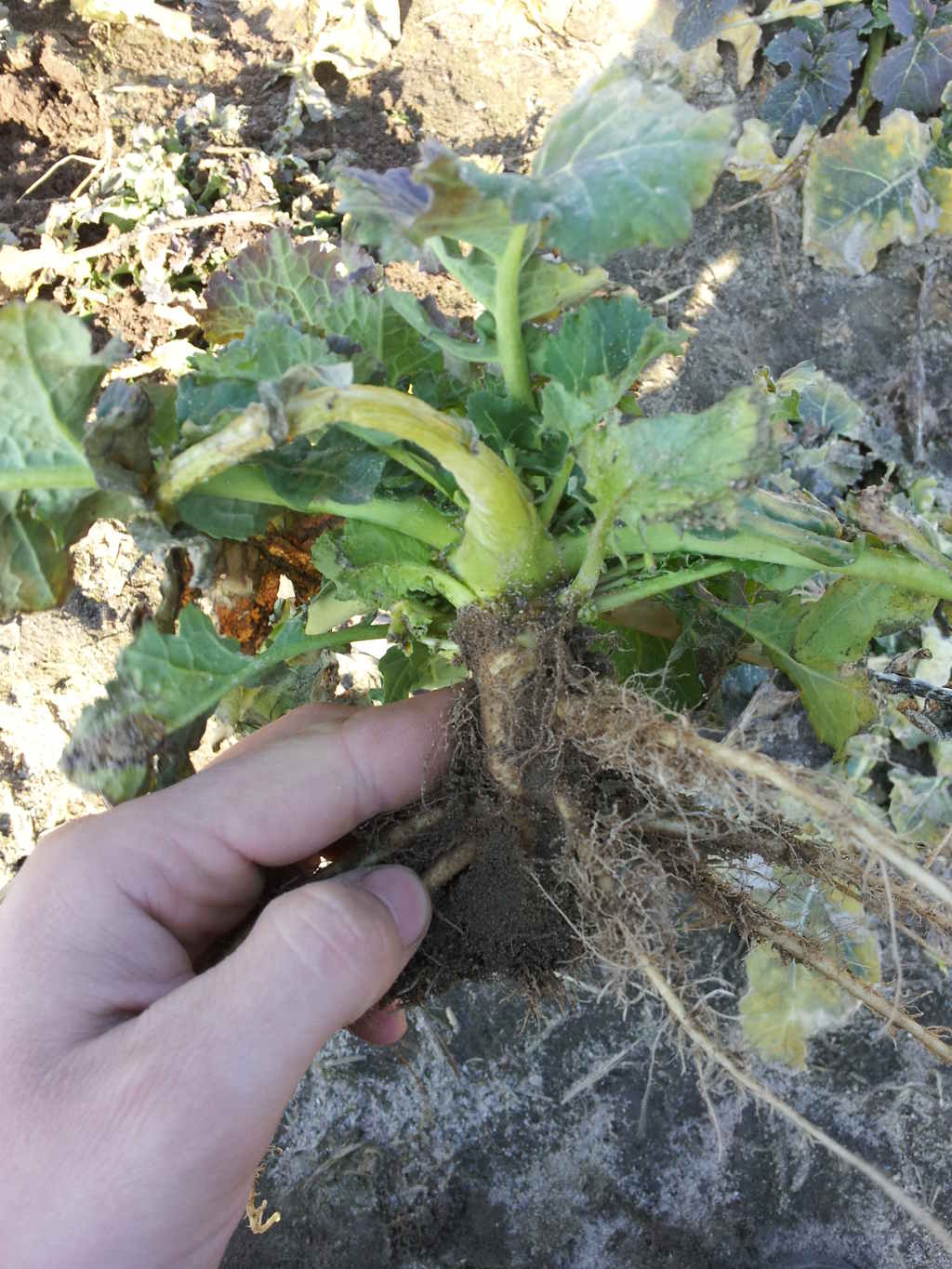 rzepak ozimy, plantacja, przezimowanie, powiat makowski