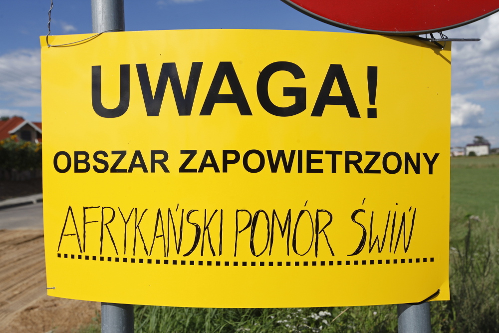 hodowcy trzody chlewnej, trzoda chlewna, świnie, asf, rekompensaty, zaprzestanie hodowli świń, świnie