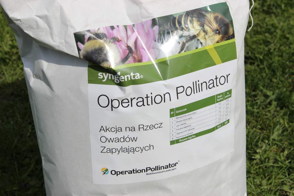 owady, pszczoły, Syngenta, nasiona od Syngenty, bezpłatne nasiona od Syngenty, pszczoły, miód