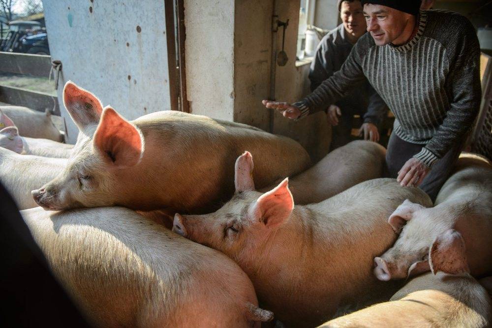ASF, pieniądze dla hodowców świń, rekompensaty, KE, afrykański pomór świń