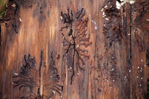 kornik drukarz, Puszcza Białowieska, wycinka drzew w Puszczy Białowieskiej, drzewa