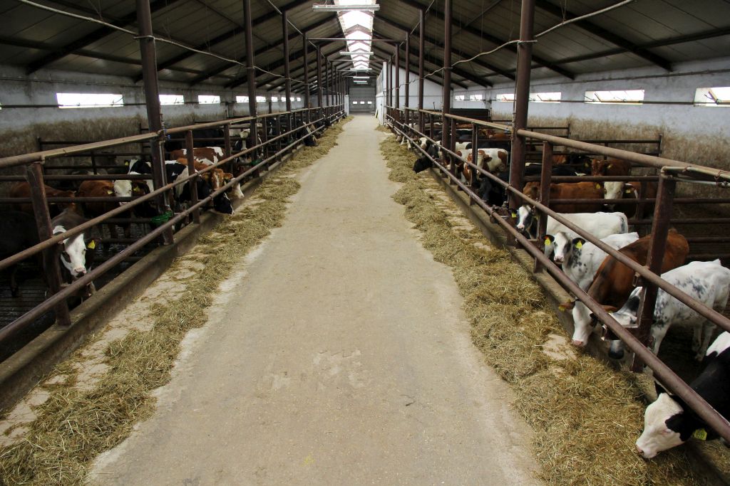 opas bydła, wołowina, różowe mięso