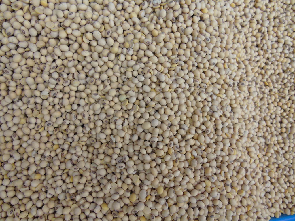 soja, nasiona