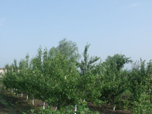 powiat grójecki, mazowsze, ubezpieczenie upraw, sadownictwo, zagłębie sadownicze, krzysztof jurgiel