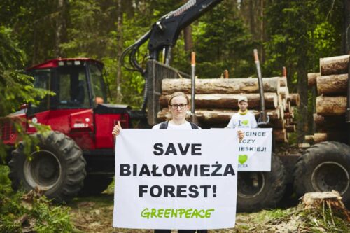 drzewa, wycinka drzew, ekolodzy zablokowali wycinkę, wycinka Puszczy Białowieskiej, Greenpeace