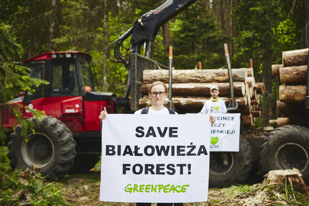 drzewa, wycinka drzew, ekolodzy zablokowali wycinkę, wycinka Puszczy Białowieskiej, Greenpeace