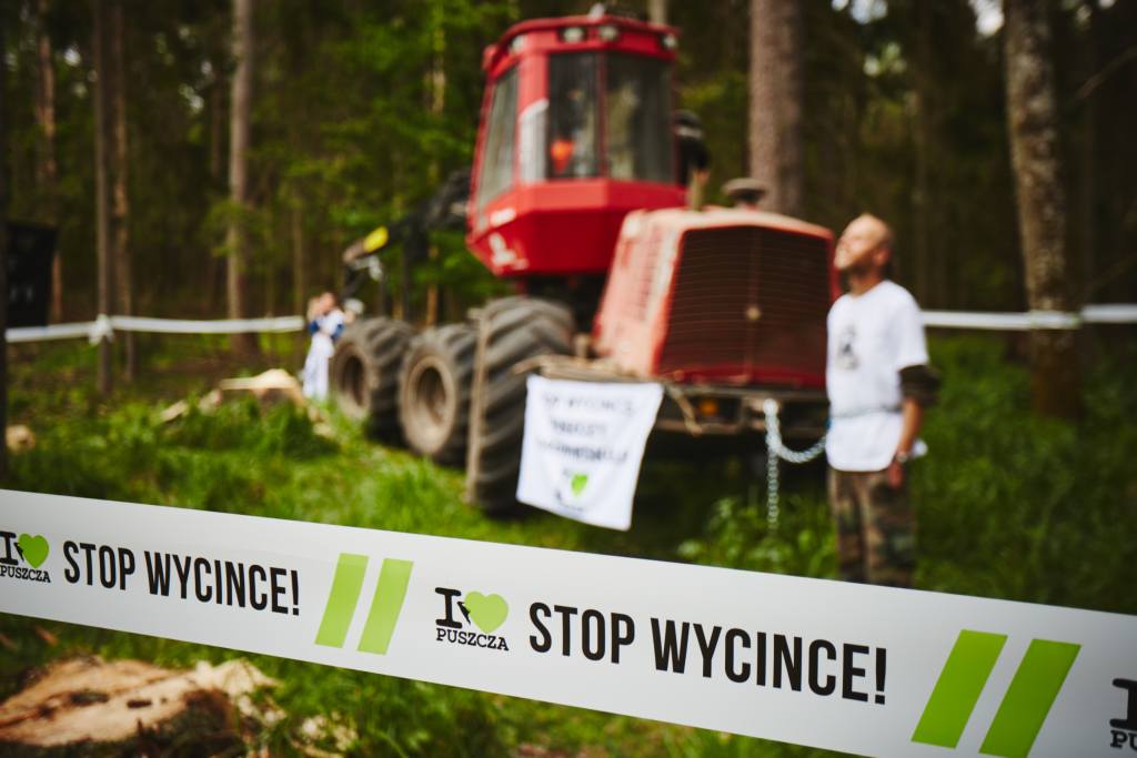 drzewa, wycinka drzew, ekolodzy zablokowali wycinkę, wycinka Puszczy Białowieskiej, Greenpeace
