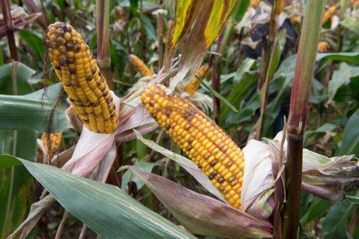 GMO, uprawa, Sejm, nowelizacja ustawy GMO, rządowy projekt noweli ustawy o mikroorganizmach i GMO