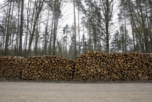puszcza białowieska, wycinka puszczy białowieskiej, komisja europejska, jan szyszko, ministerstwo środowiska