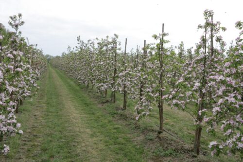 produkcja biopaliw, projekt Europruning, Arkadiusz Dyjakon, Instytut Inżynierii Rolniczej na Uniwersytecie Przyrodniczym