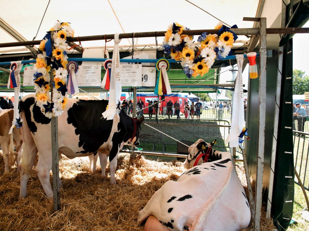 bydło, bydło mleczne, wystawa, XVII Regionalna Wystawa Zwierząt Hodowlanych, mazowieckie, wystawa w Płoniawach-Bramurze