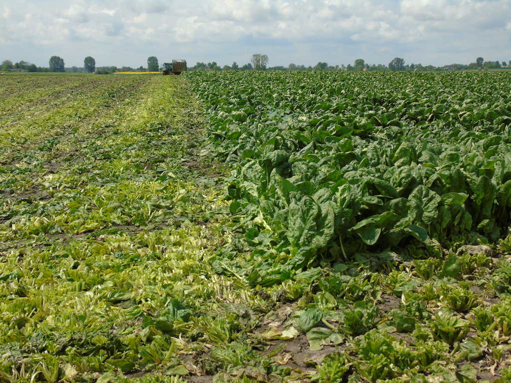 szpinak, zbiór, Dziekanów