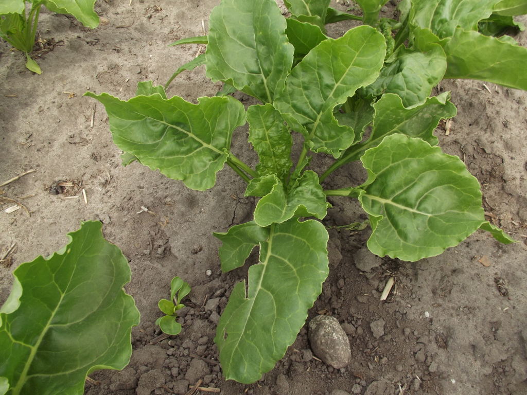 buraki, czerwiec, plantacja, powiat makowski