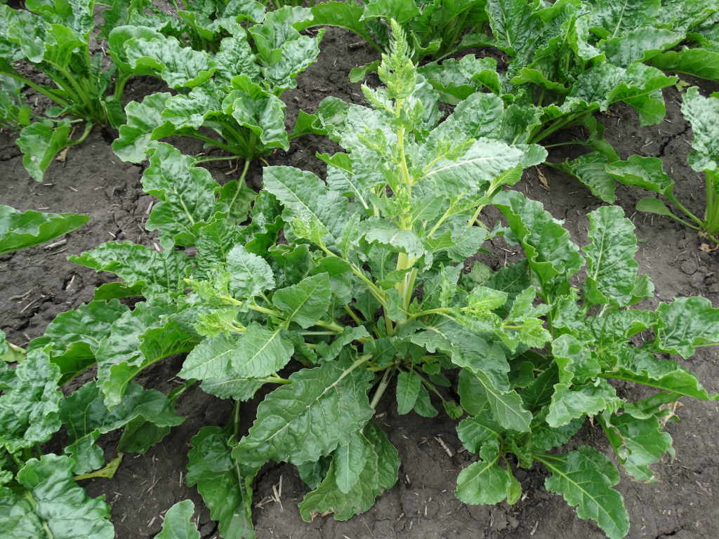 burakochwast, buraki, plantacja, Zamojszczyzna
