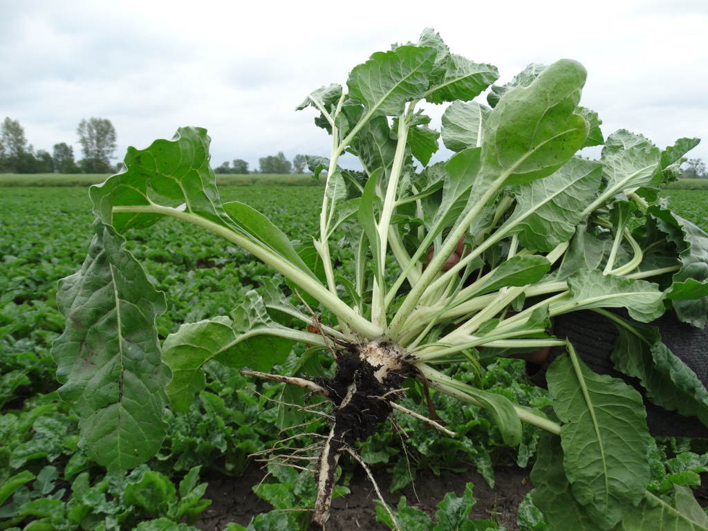 burakochwast, buraki, plantacja, Zamojszczyzna