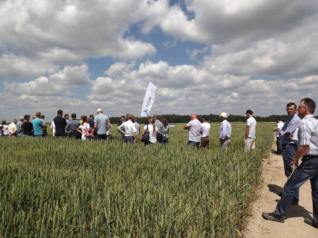 zimotrwałość, zbóż, Cicibór Duży, uprawa, Biała Podlaska, Dzień Pola w Ciciborze Dużym