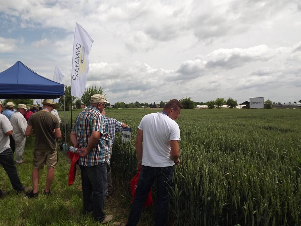 Panorama Pól Timac Agro Polska, nawożenie, Panorama Pól Timac Agro w Dębnie, podkarpackie
