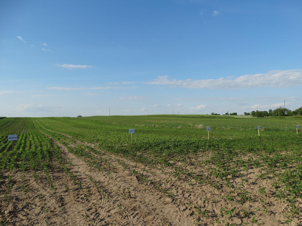 Sahryń, soja