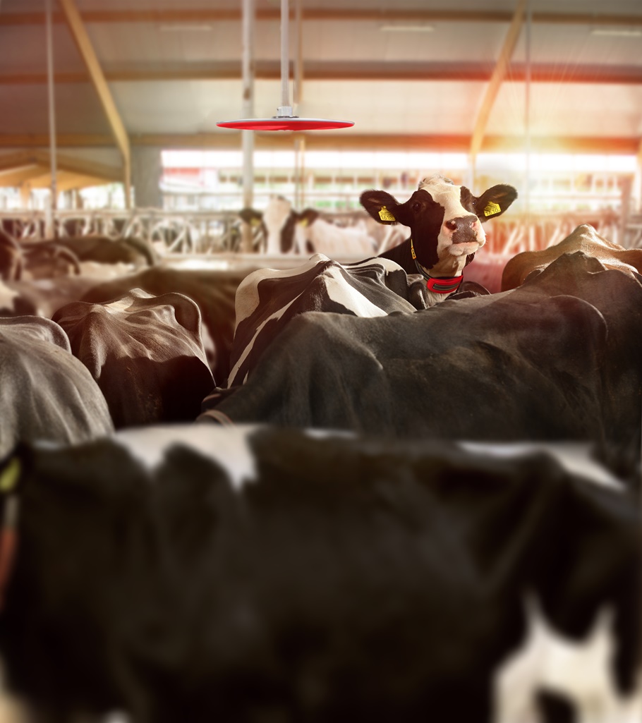 Aplikacja Lely - CowLocator