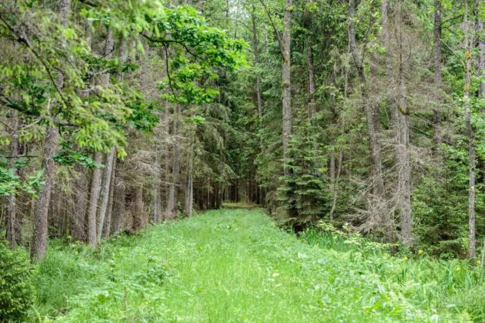 Puszcza Białowieska, ministrer środowiska, wycinka drzew, puszcza