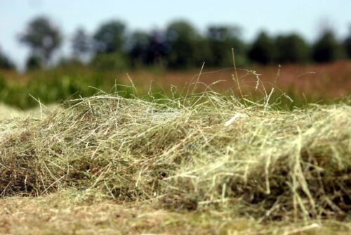sianokosy, bieszczady, Edward Marszałek, Regionalna Dyrekcja Lasów Państwowych w Krośnie