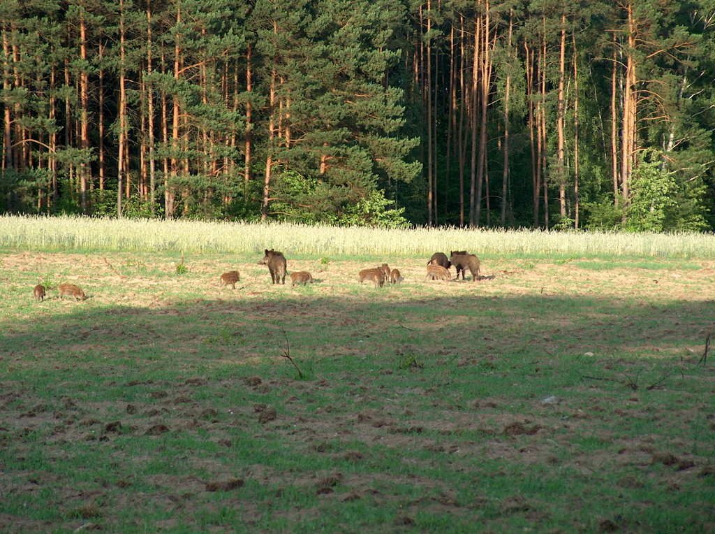 szkody łowieckie, prawo łowieckie, odszkodowania