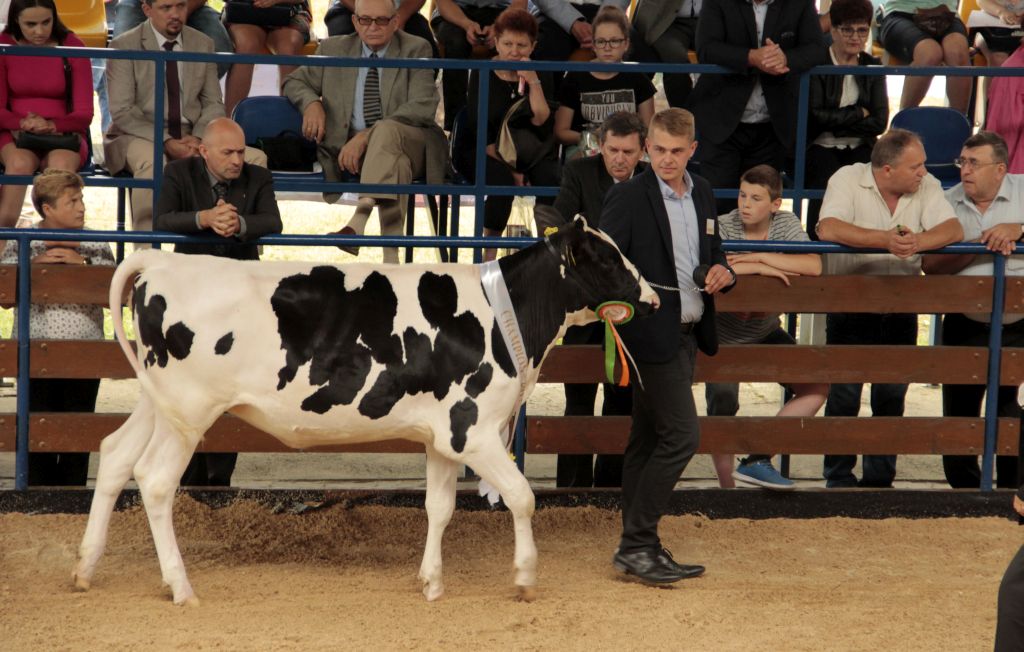 wystawa zwierząt hodowlanych Szepietowo