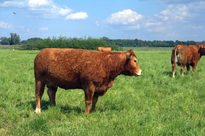 Agro Bieganów, Zygmunt Jodko, limousine, bydło mięsne