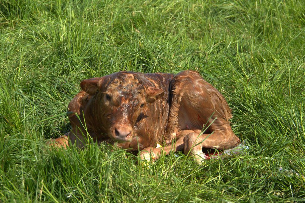 Agro Bieganów, Zygmunt Jodko, limousine, bydło mięsne