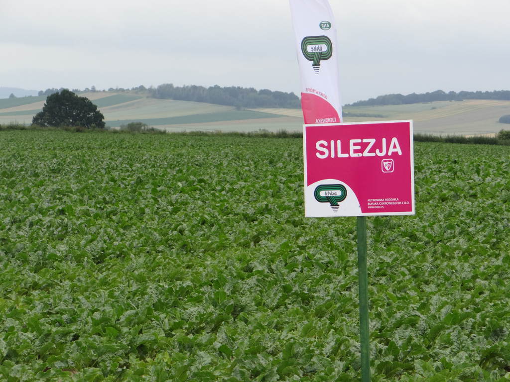 Dzień Buraka Janówka, Suedzucker, plantatorzy