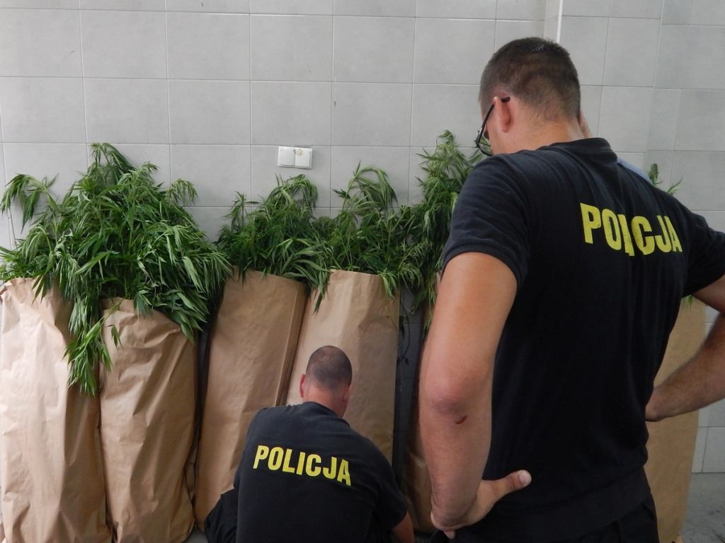 konopie indyjskie, uprawa konopi, przestępczość, policja, plantacje konopi w lasach