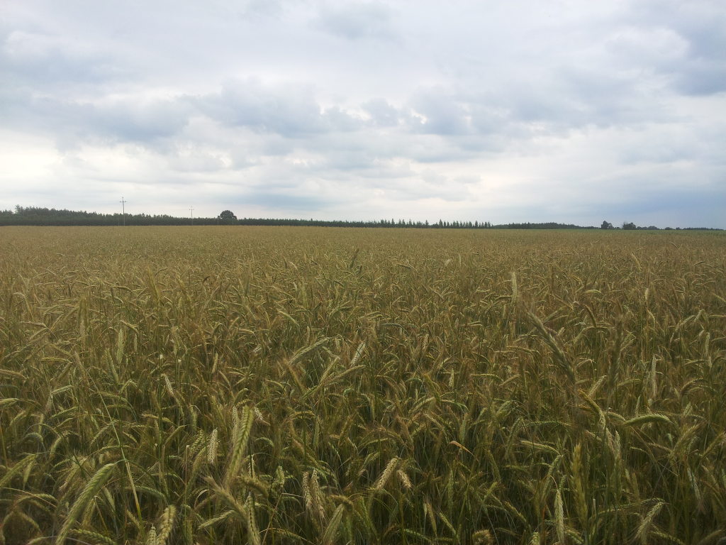 zboże, plantacja, pole, pszenżyto