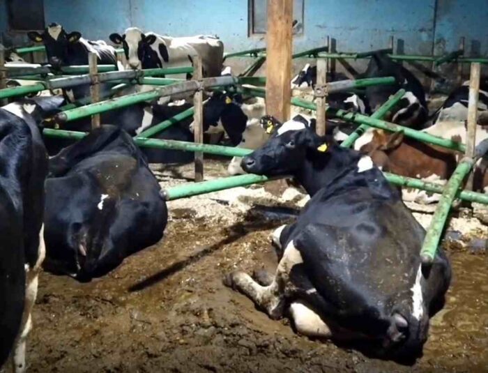krowy mleczne, dobrostan, Szwecja, Arla, wychudzone krowy, odchody, lekarz weterynarii, mleko, produkcja mleka