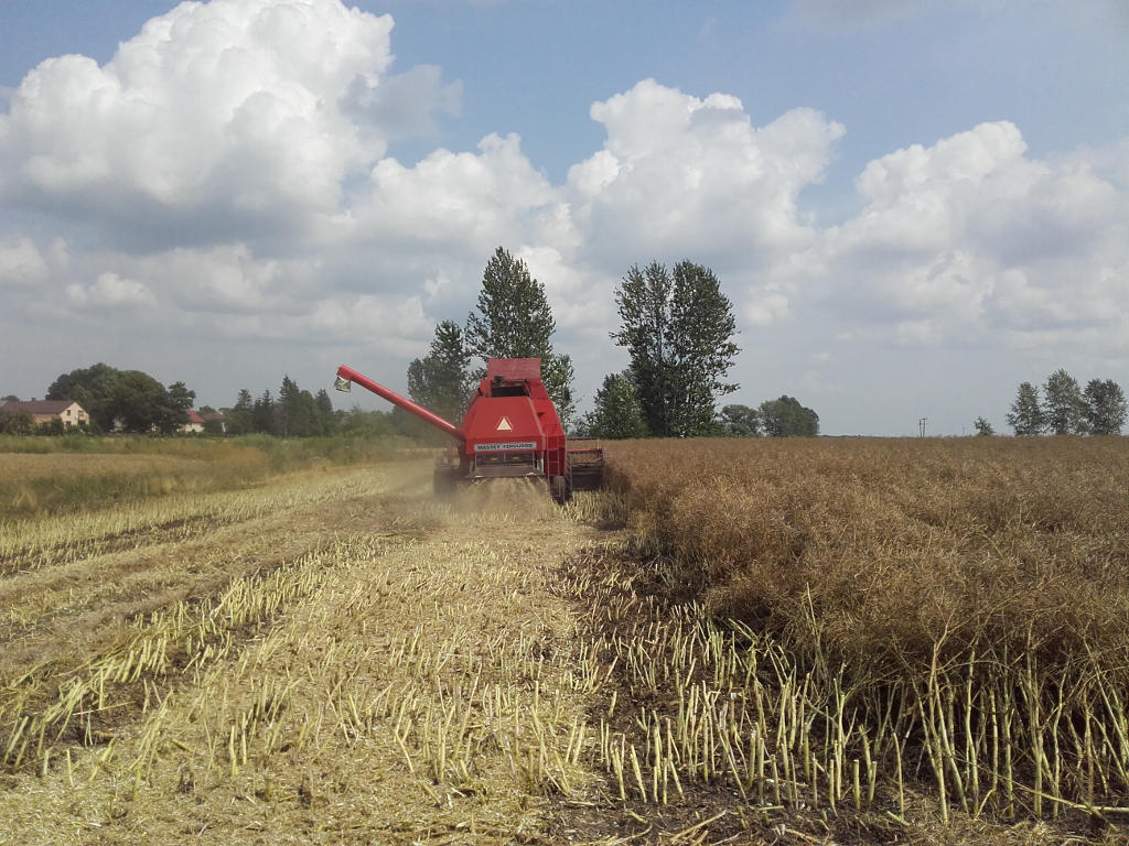 ceny rzepaku ze zbiorów 2021, zbiory rzepaku 2021, ceny rzepaku na warunkach krajowych, ceny rzepaku na warunkach niemie