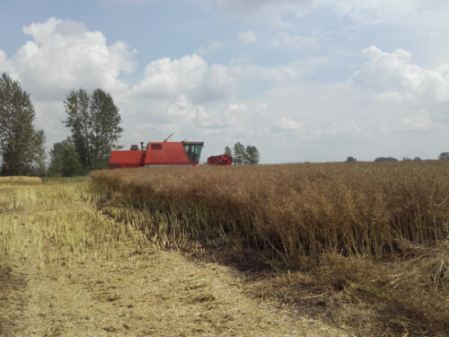 rzepak, kombajn, zbiór, Sahryń