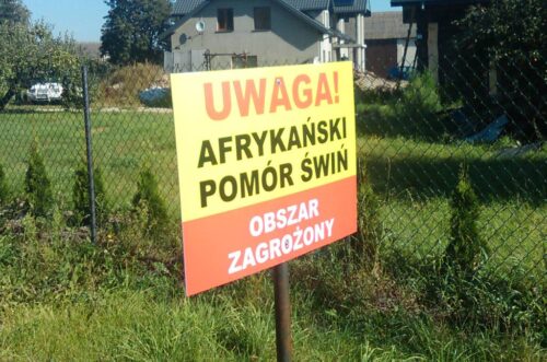 ASF, 19. ognisko,