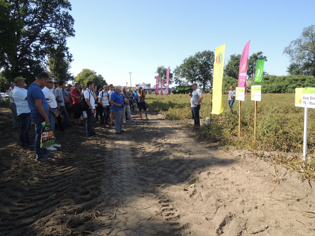 Ziemniaczane Warsztaty Polowe, Chobienice, wielkopolska, uprawa ziemniaka, agro akademia basf