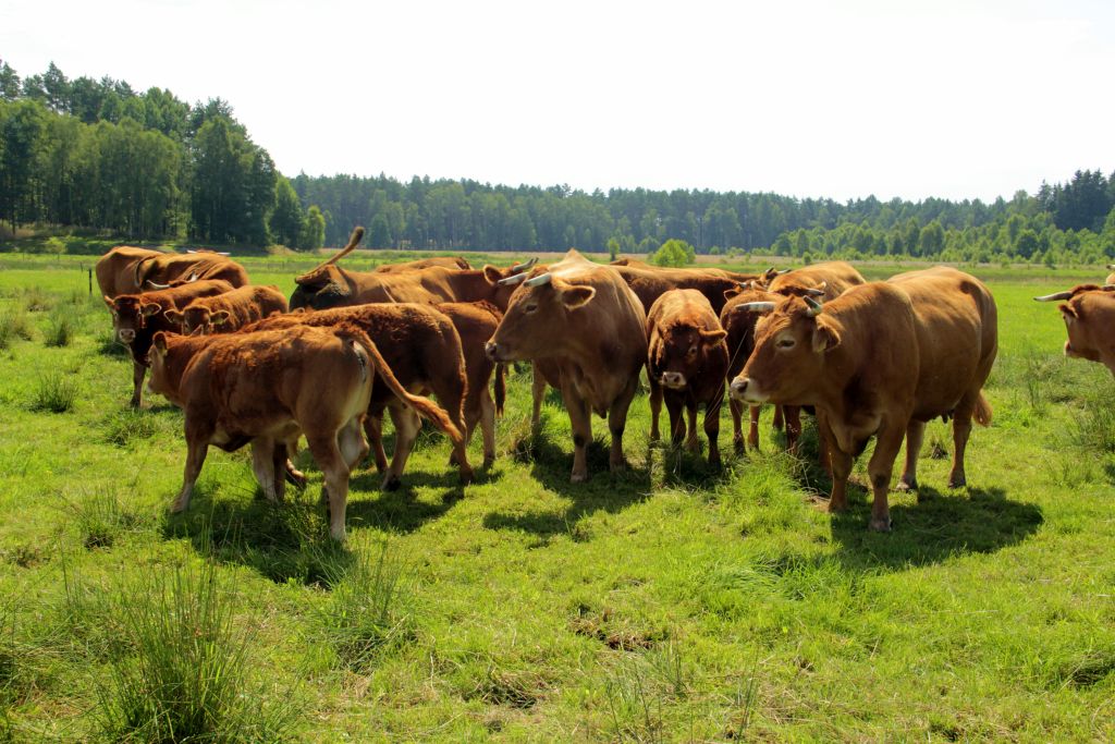 bydło mięsne limousine, hodowla, odsadki