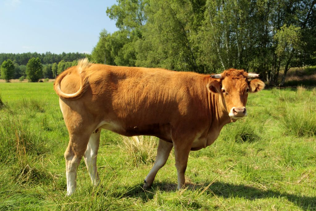 bydło mięsne limousine, hodowla, odsadki