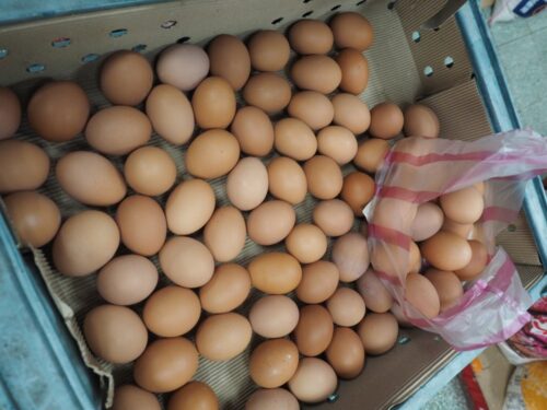 skażone jaja, afera z jajami, fipronil, kury, drób, węgry