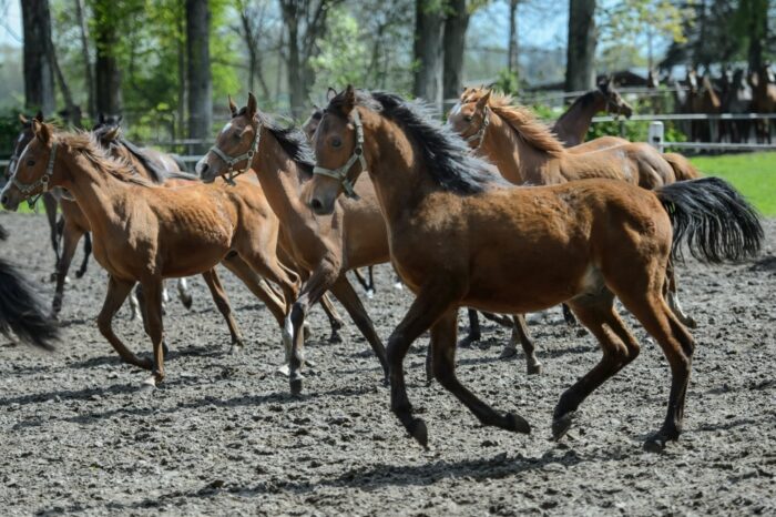 Święto Konia Arabskiego, pride of poland, janów podlaski, aukcja koni czystek krwi arabskiej