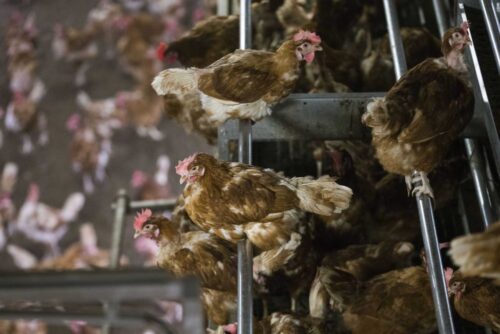 skażone jaja, holandia, afera z jajami, fipronil, kury, drób