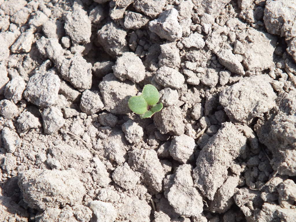 rzepak, siewka, pole