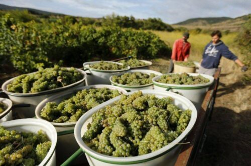 winobranie, Francja, winnica, wino, winobranie we Francji