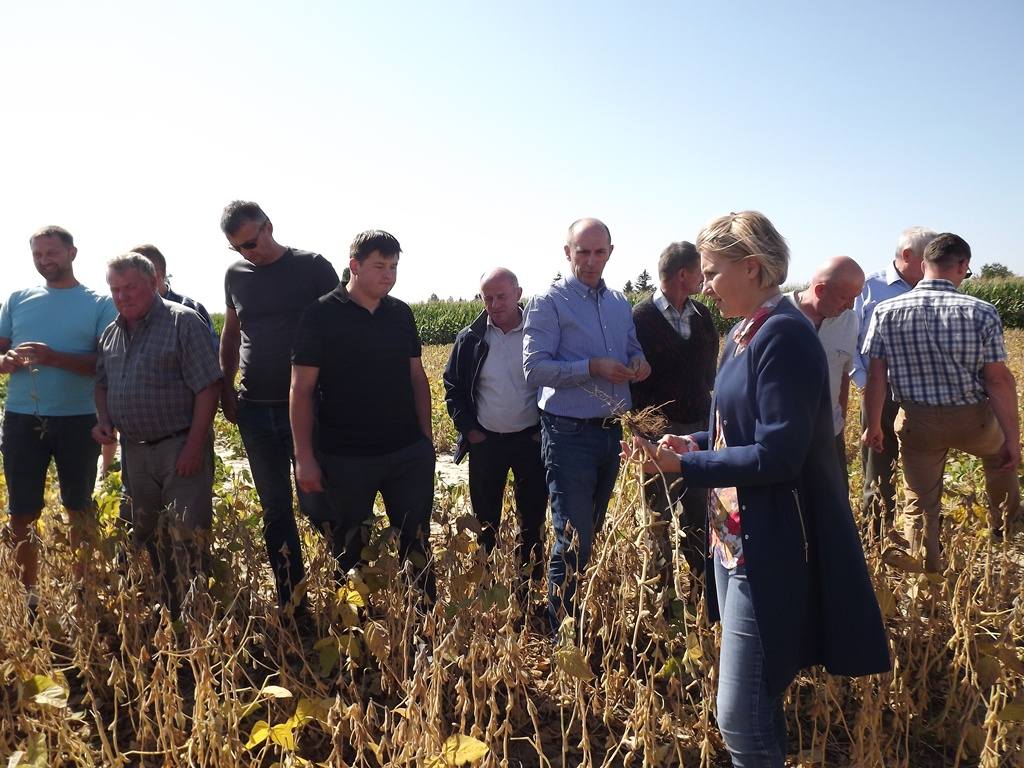 AgroYoumis, soja, uprawa, soi, odmiany soi, Natalia Sibirtseva